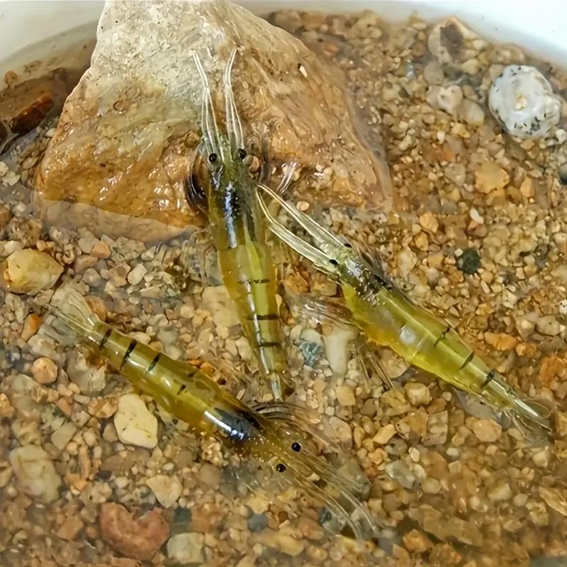 🦐 1.5‑Inch Realistic Shrimp Soft Fishing Lures (30 pcs/60pcs/90pcs)