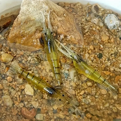 🦐 1.5‑Inch Realistic Shrimp Soft Fishing Lures (30 pcs/60pcs/90pcs)